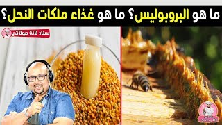 ما هو البروبوليس ؟ ما هو غذاء ملكات النحل؟ الدكتور عماد ميزاب imad mizab