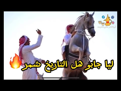 شيلة ليا نادو طبول الحرب شمر اداء طلال العارف كلمات عدي الفنيفن الخريصي 2023