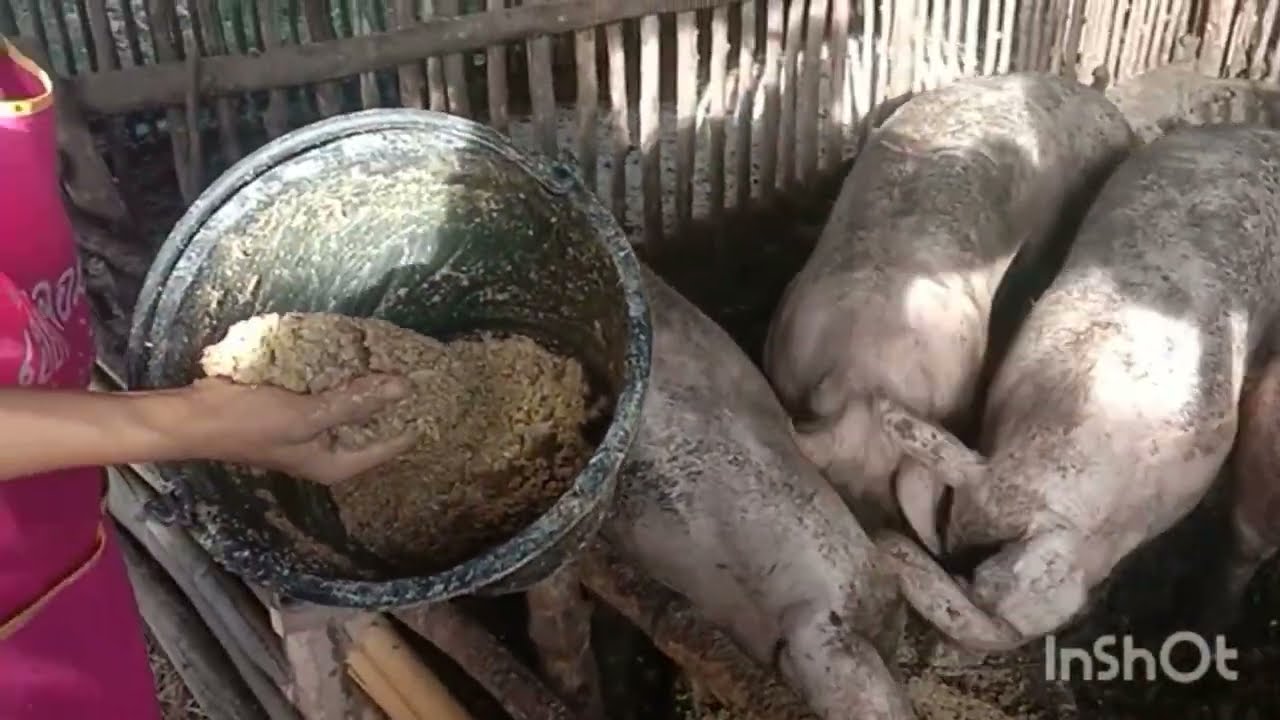 เลี้ยงหมูสูตรลดต้นทุนใช้หญ้าเนเปียร์เป็นอาหารกำไรล้วนๆรวยๆๆ