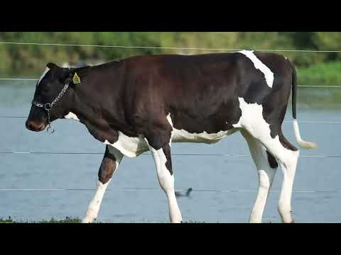 LOTE 51   2197CF 2218CF