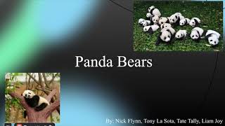 Panda Project