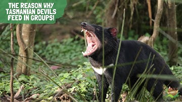Aussie Ark Reason Why Series - Episode 3!