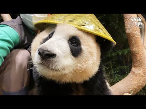 | 에버랜드 판다월드 #푸바오 (Panda <strong>FuBao</strong>)