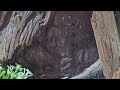 Messor cephalotes - Die Kolonie nach einem Jahr 🥰😊