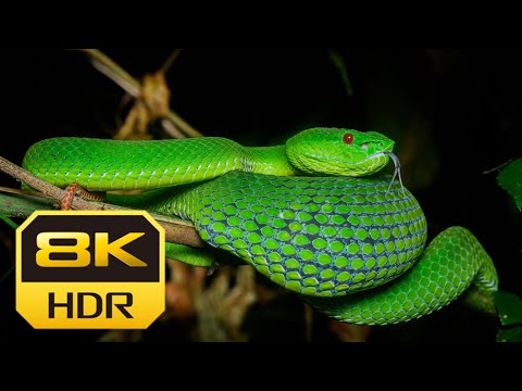 8k Ultra HD Snake Videos Collection COLORFUL WILDLIFE Snake