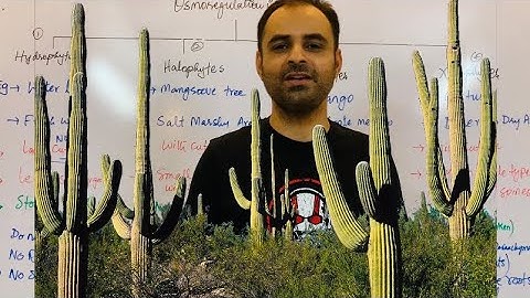 Osmoregulation in plants | Hydrophytes mesophytes xerophytes halophytes | MDCAT Biology