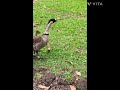 Family of geese in the park. Гуси в парке #shortvideo #гуси