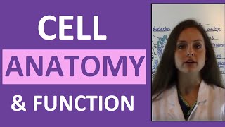 Cell Anatomy & Physiology: Cell Structure and Function Overview for Students