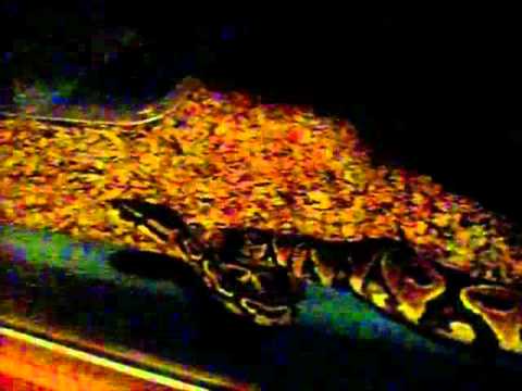Ball Python Jaxx trying to escape 2.mov