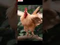 ayam kate#shorts#animals#vidio