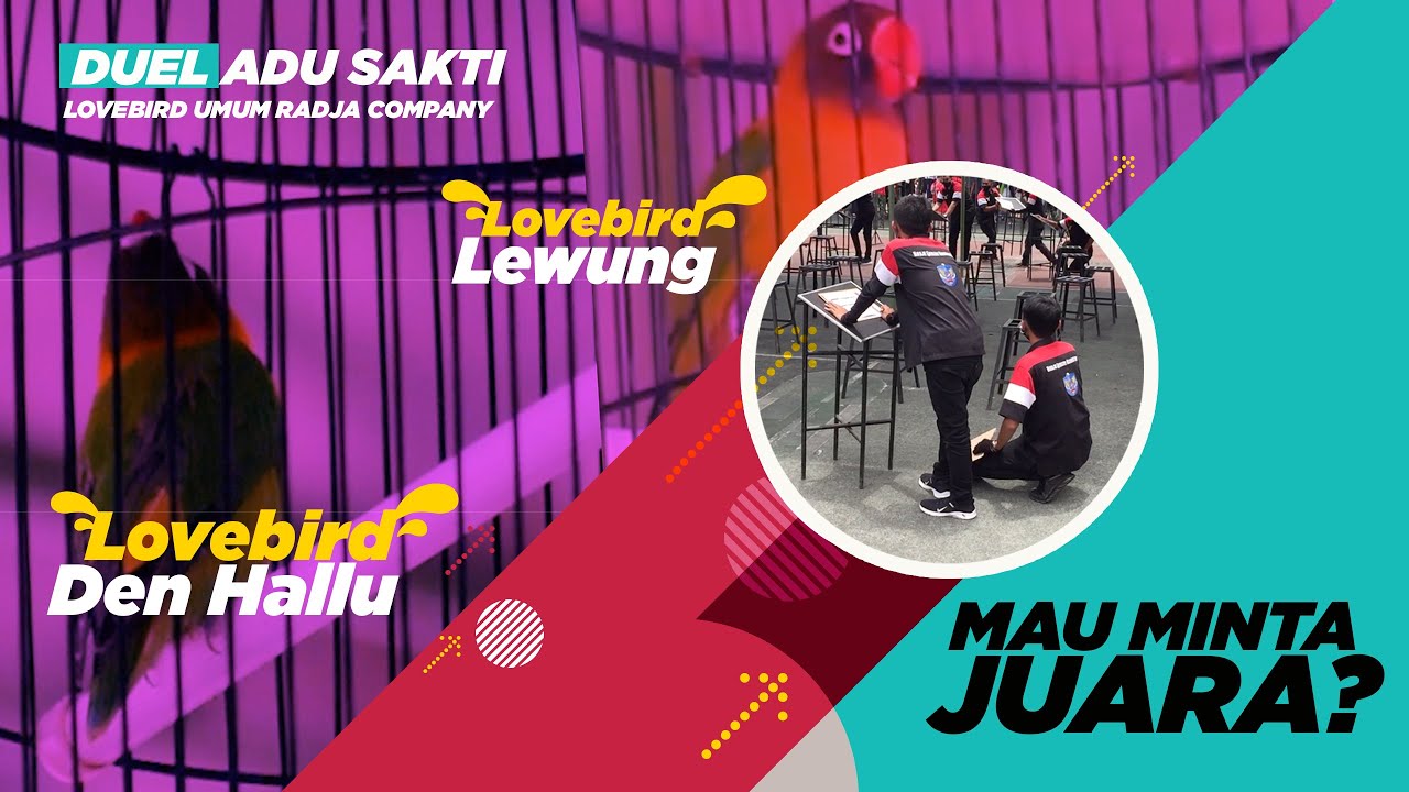 Duel Lovebird Konslet MAU MINTA JUARA? DEN HALLU vs LEWUNG RHN Salatiga | PiALA PASUNDAN 4
