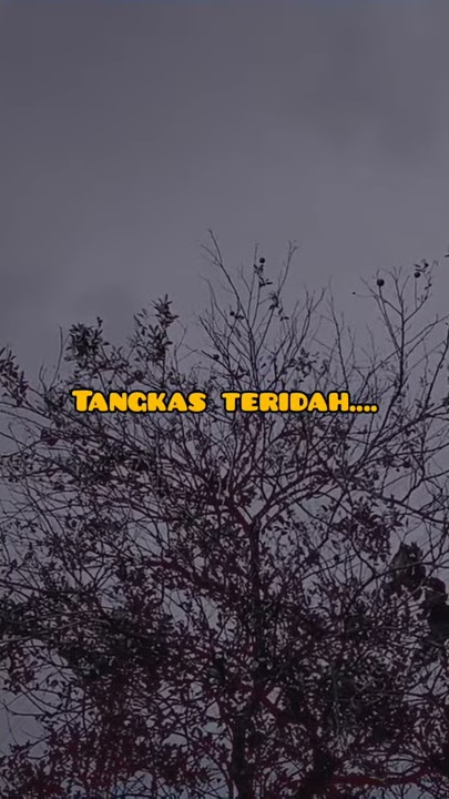 STORY WA LAGU KARO MABUK TAH SADAR-NARTA SIREGAR