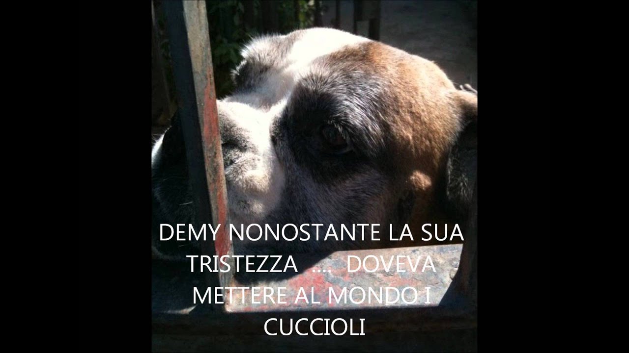 Il Cane è Il Miglior Amico Dell Uomo