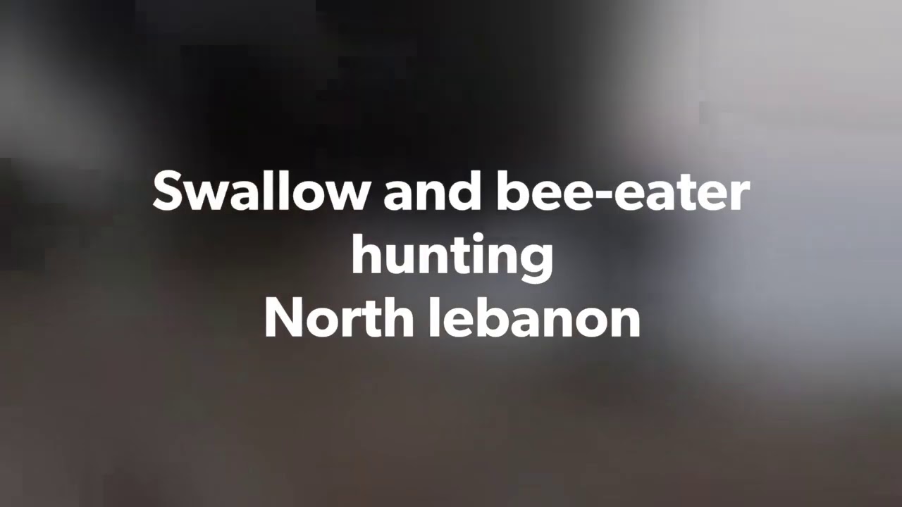 Bee-eater and swallow hunting in Lebanon     -cal410 (١٢ رفيع )