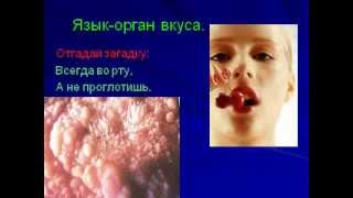 Человека органы чувств Человека органы чувств