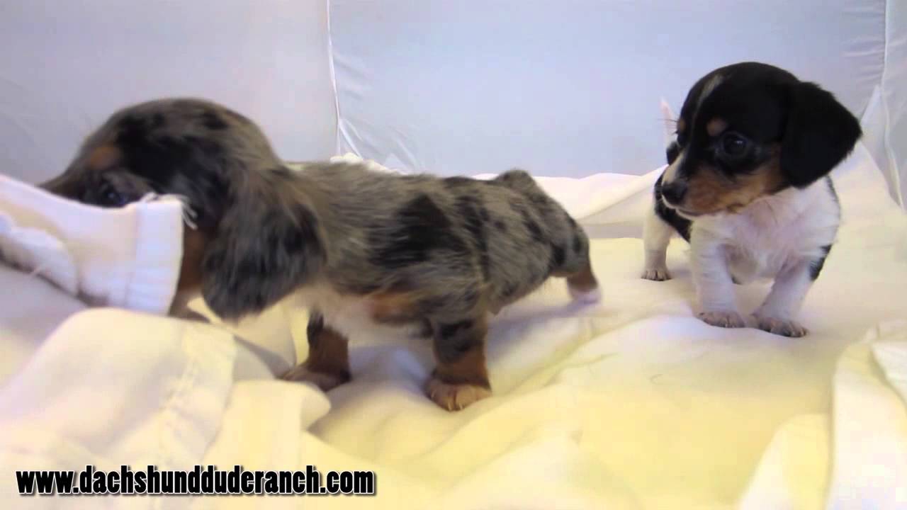 Jarvis and Jill! Wirehairs! Dachshund Dude Ranch YouTube