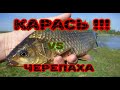 Караси и черепахи !