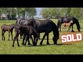 Sold to a beautiful new home! And afraid of the tractor! | Friesian Horses