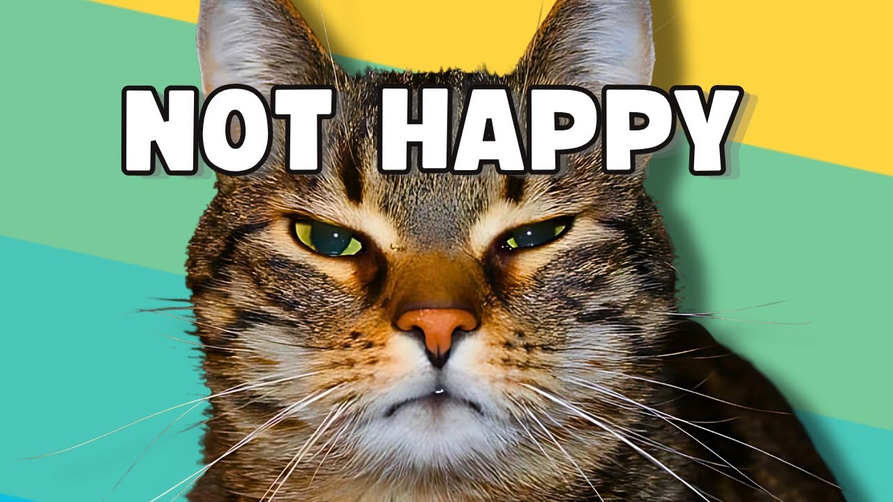 Signs Your Cat Hates You | How to Tell If Your Cat Is Upset 😾