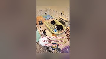 How To Teach Your Pet Speech Buttons - Starring Joy the Guinea Pig