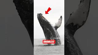 Barnacles: Small, Sticky, and a Big Problem #barnacles #turtle #whale #sea #fish #fishing #shorts