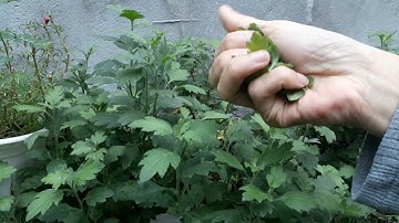 Cách bấm ngọn cho cúc để ra hoa Tết