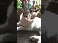 Cutie🥰😘😘#shorts #YT_Meet_fluffy #new #trending #viral #song