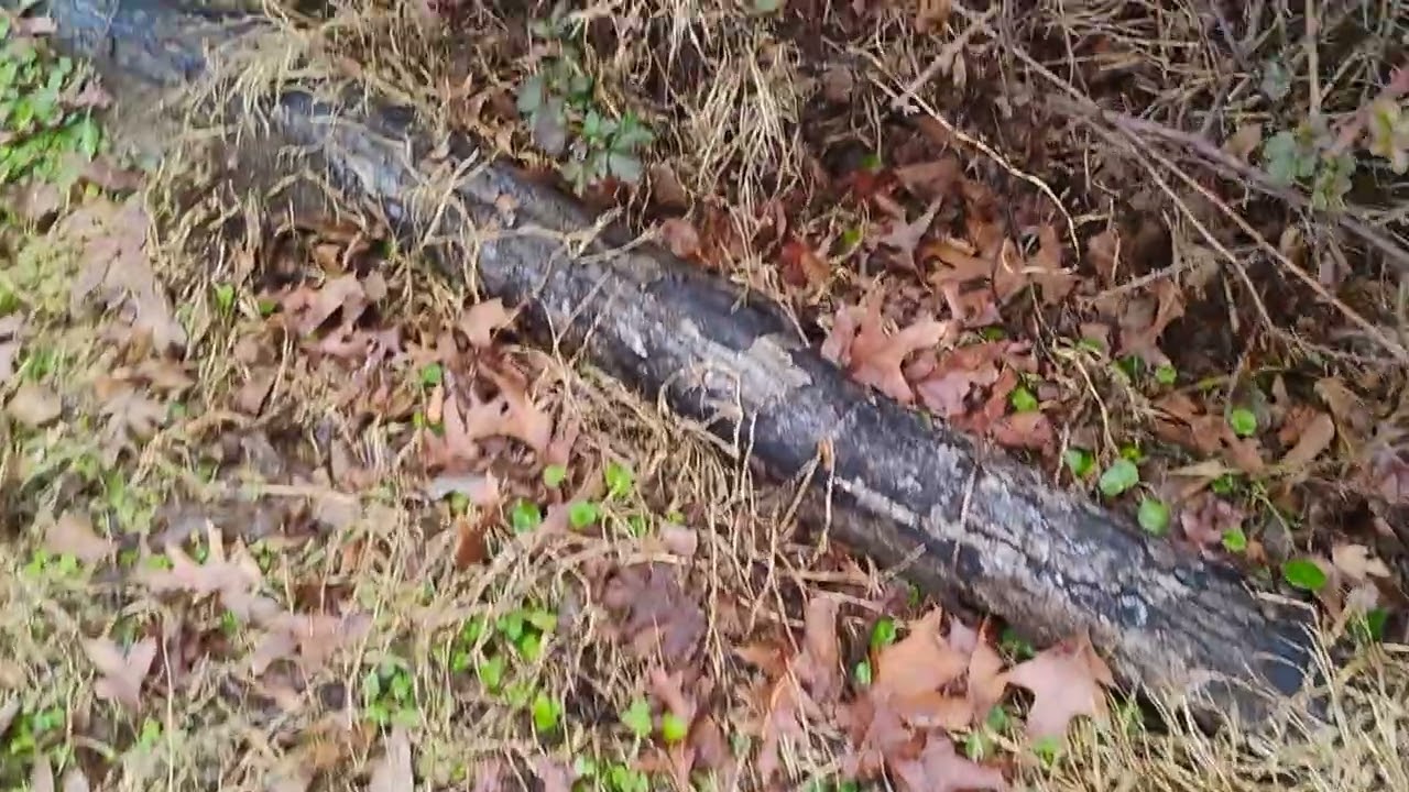 A Winter Walk on the Homestead | Pigs, Chickens, Garden Plans & Waiting on Spring