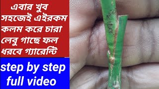 || how to grafting a lemon tree || লেবু গাছের জোড় কলম কীভাবে করবো ||