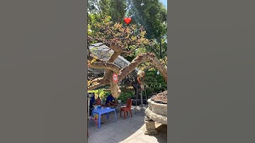 1 tác phẩm Khế - dáng bay, dài như 1 con rắn khổng lồ! Vietnamese Bonsai