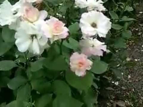 楽天 バラ サハラ 楽天 バラ サハラ