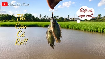 Thi câu cá rô đồng cực vui của 2 anh em Sang | Phạm Tấn Sang