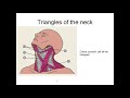 Topography of the neck