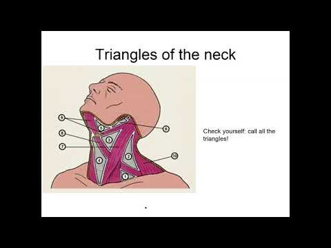 Topography of the neck