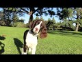 English springer Spaniel の動画、YouTube動画。