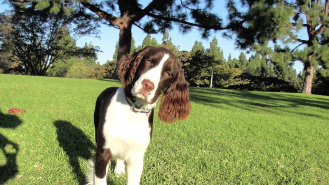 spinner spaniel