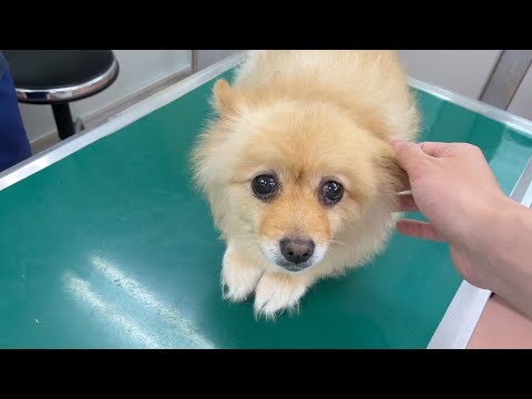 【脊髄損傷】再生医療について