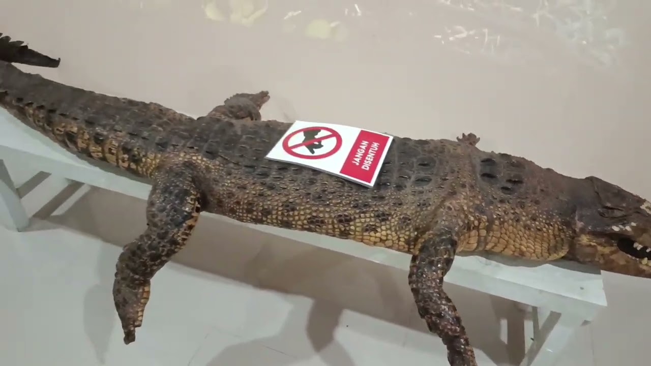 DESCRIPTIVE VLOG - MUH ZACKY DHILWIANTSYACH - TUGAS BAHASA INGGRIS