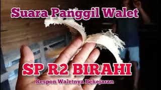Suara Panggil Walet SP R2 Birahi Terbaik