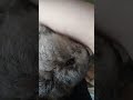 #yutubeshorts #cute #cuterabbit #rabbit #babydoll #dominicfike #mycuterabbit #subscribe