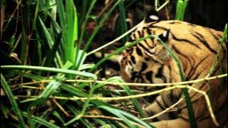 Bali Safari & Marine Park Official Video