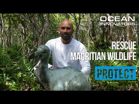 Mauritian Wildlife Foundation: Solutions to contain the oil spill in Mauritius - Ocean Innovators