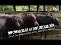 Angus: El secreto de la carne premium - TvAgro por Juan Gonzalo Angel