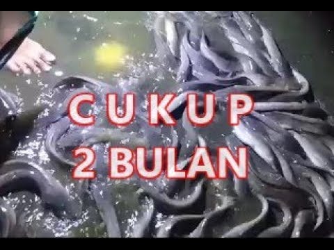 analisa-keuntungan-cara-sukses-ternak-lele-dan-bagaimana-mulai-belajar-bisnis-online