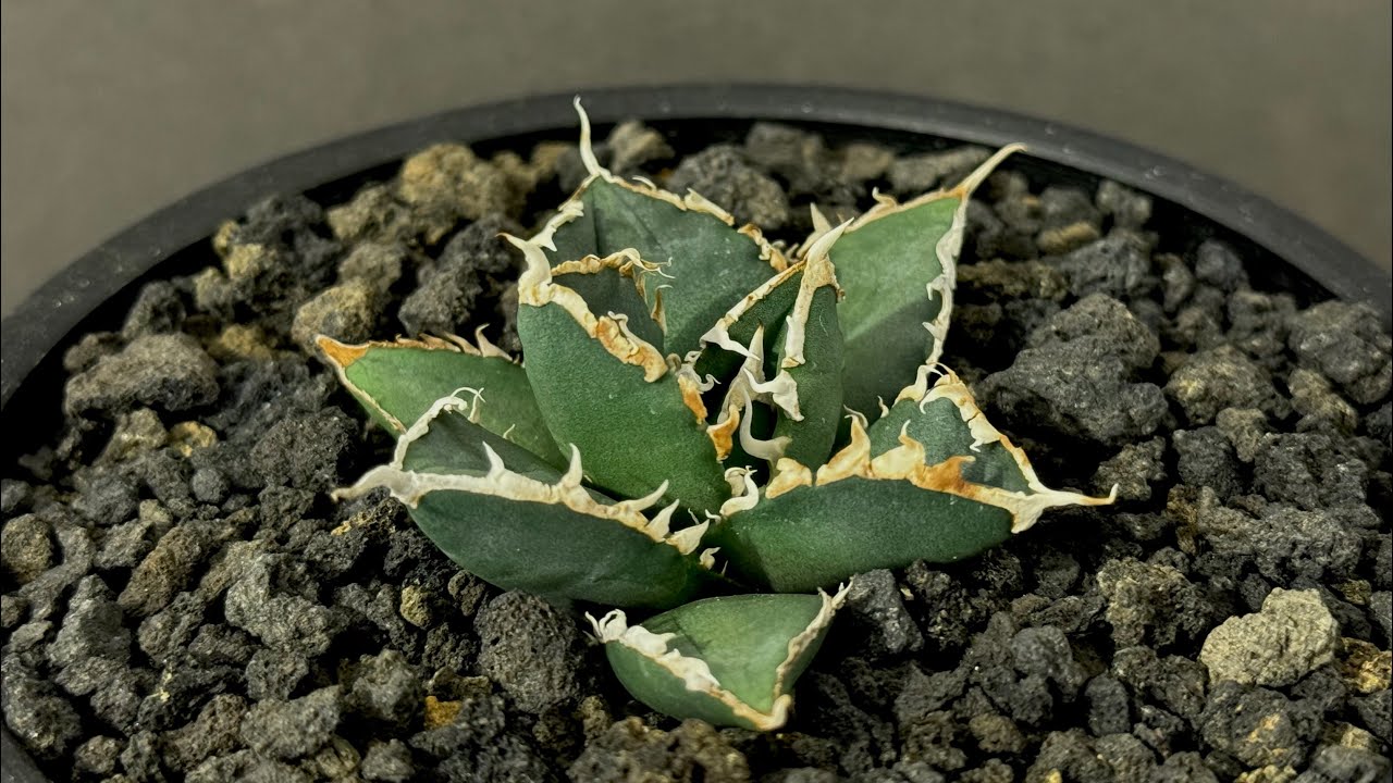 写真現物 親株 アガベ 狼人 チタノタオテロイ 写真現物 親株 アガベ 狼人 チタノタオテロイ 写真現物 親株 アガベ