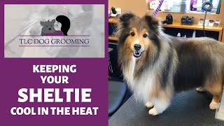 3 Grooming Tips to Keep Your Sheltie Cool in the Heat