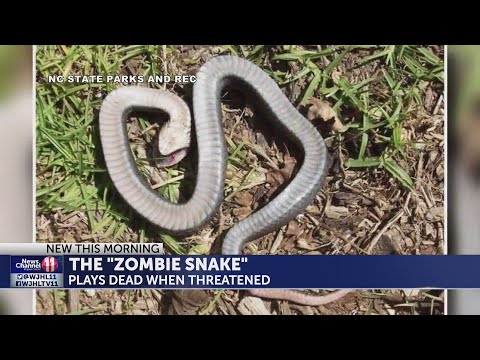 Zombie Snake Plays Dead Until You Touch It - Thumbnail Image