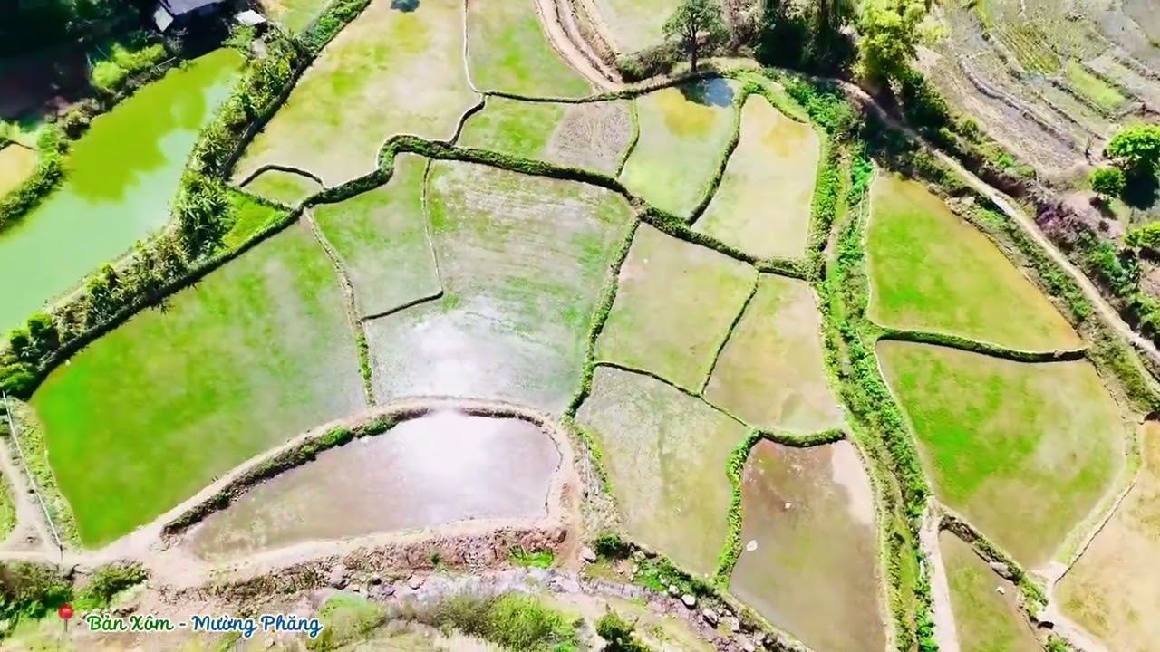 ĐỒNG RUỘNG QUÊ TA XANH TƯƠI QUÁ!