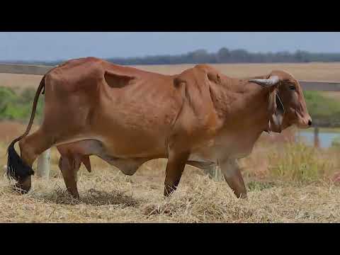 Lote 09 - PRBL 1381