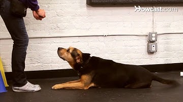 How to Teach the Roll Over Trick | Dog Training